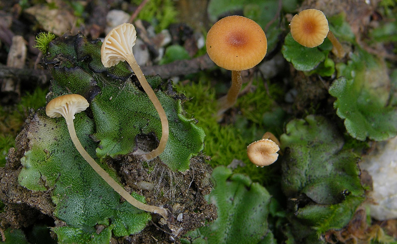 Marchantia polymorpha